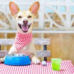 Discover the 7 Ultimate Flea and Tick Prevention Products for Your Dogs