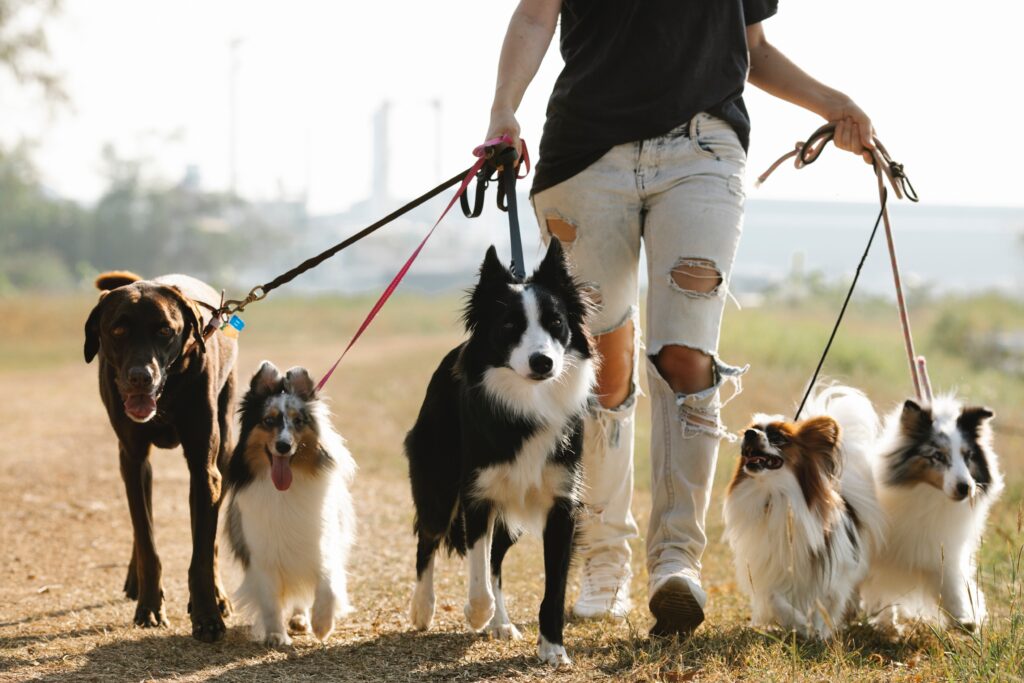 Pet-sitting-dog-walking-Day-care-side-hustles