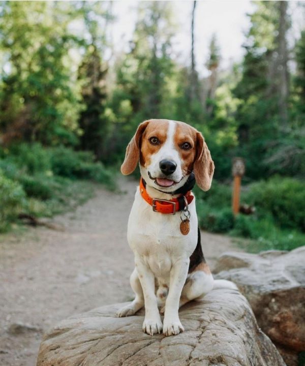 beagle-best-small-dog-breeds