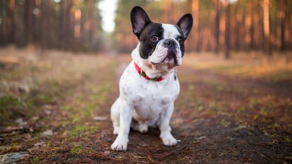 french-bulldog-best-small-dog-breeds