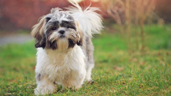 Shih-Tzu-best-small-dog-breeds