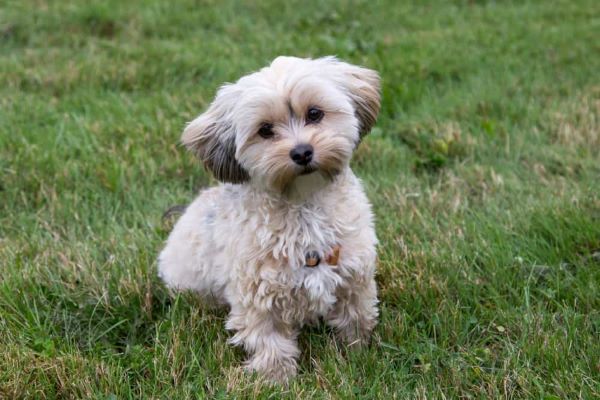 Morkie-the-best-small-dog-breeds