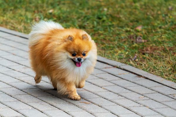 Pomeranian-best-small-dog-breeds